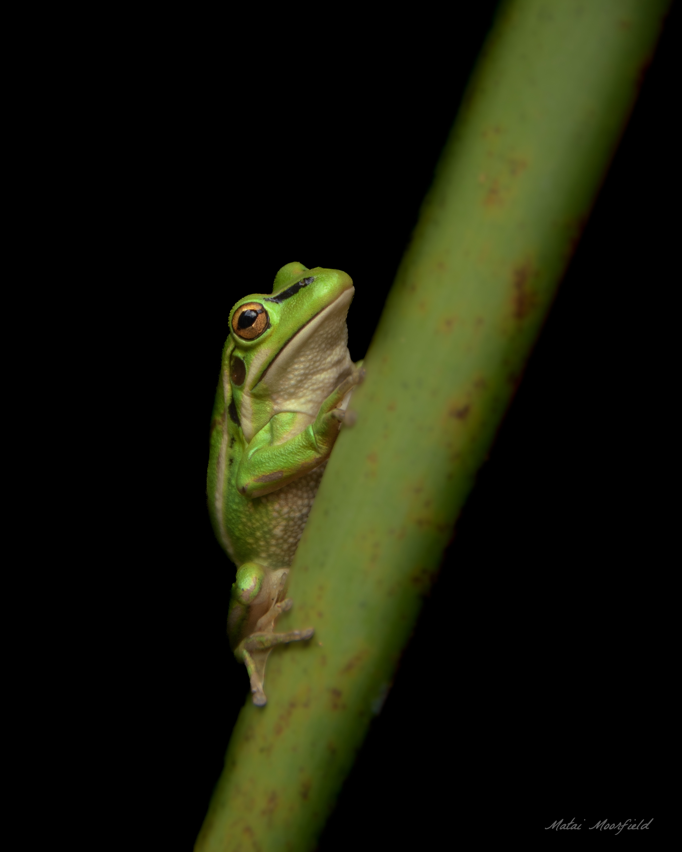 Australian Green and Golden Bell Frog on a flax leaf with a dark background